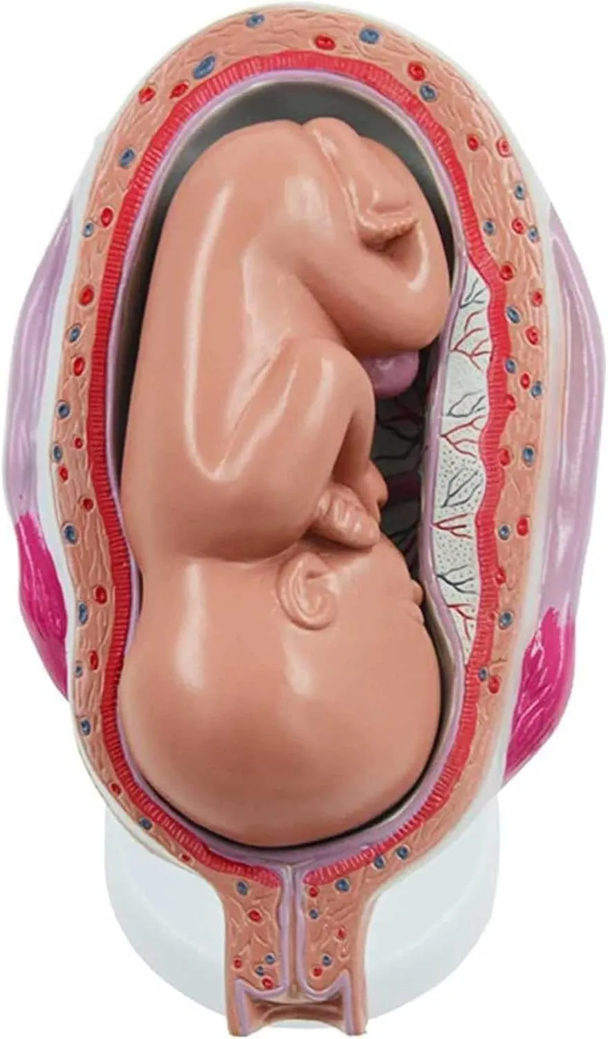 8-Parts,? Pregnancy salinization house recessive October Fetus Model, for Education Teaching Supplies Teaching Model,Fetus Model, 1:1 Human Pregnancy Development Process Model, with Removable Organs 