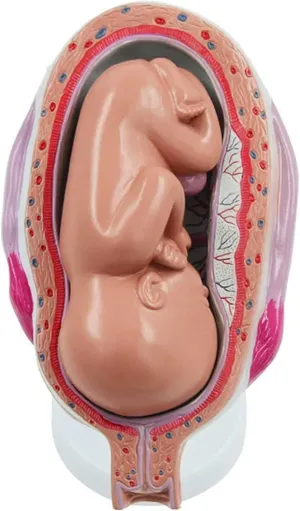 8-Parts,? Pregnancy salinization house recessive October Fetus Model, for Education Teaching Supplies Teaching Model,Fetus Model, 1:1 Human Pregnancy Development Process Model, with Removable Organs 