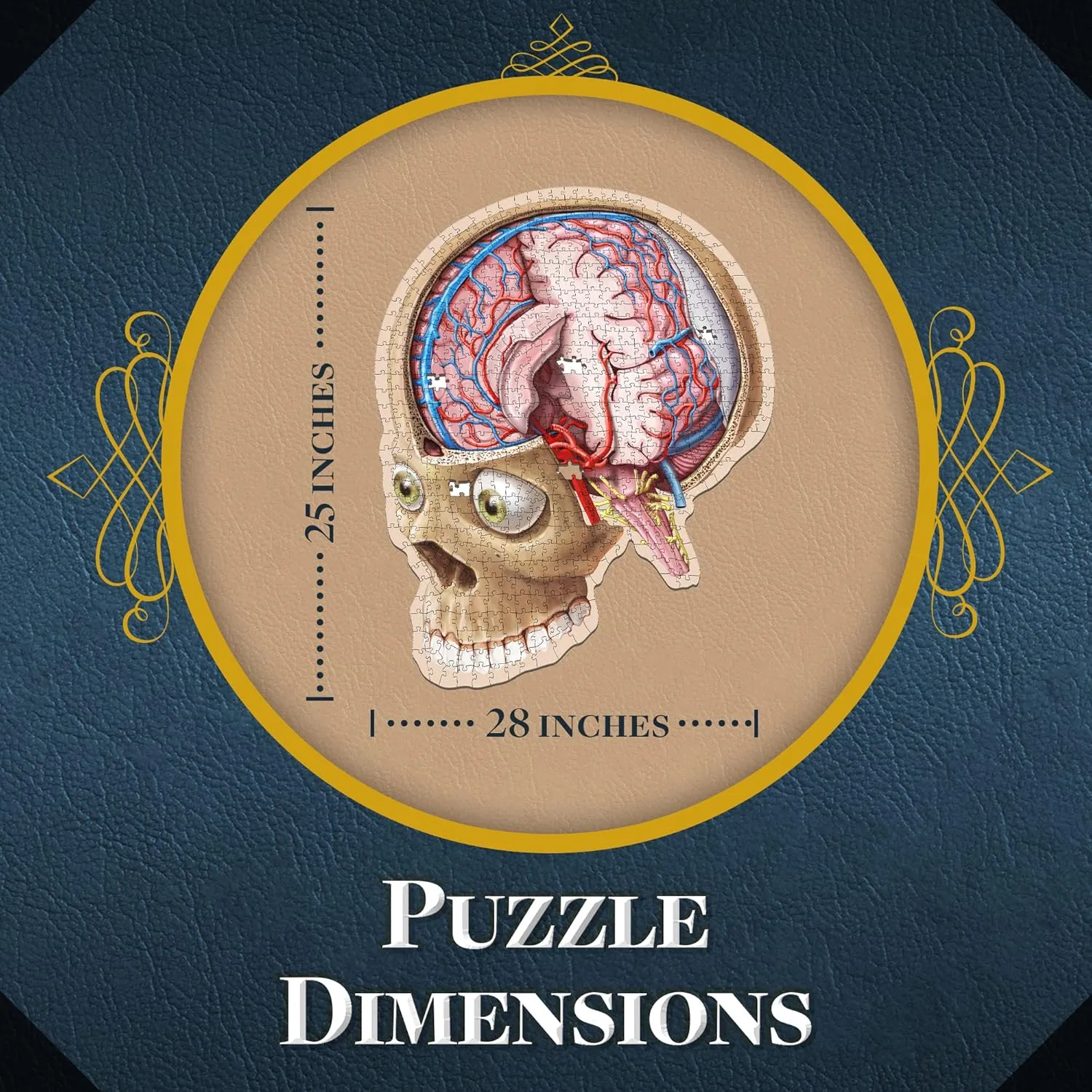 A Medically Accurate Jigsaw Puzzle of The Brain penetrate quietly premium Section - Educational Organ Toy for Teens & Adults - Unique Science Gift for Doctors, Nurses & Teachers Dr. Livingston's Human Brain Anatomy Puzzle - 