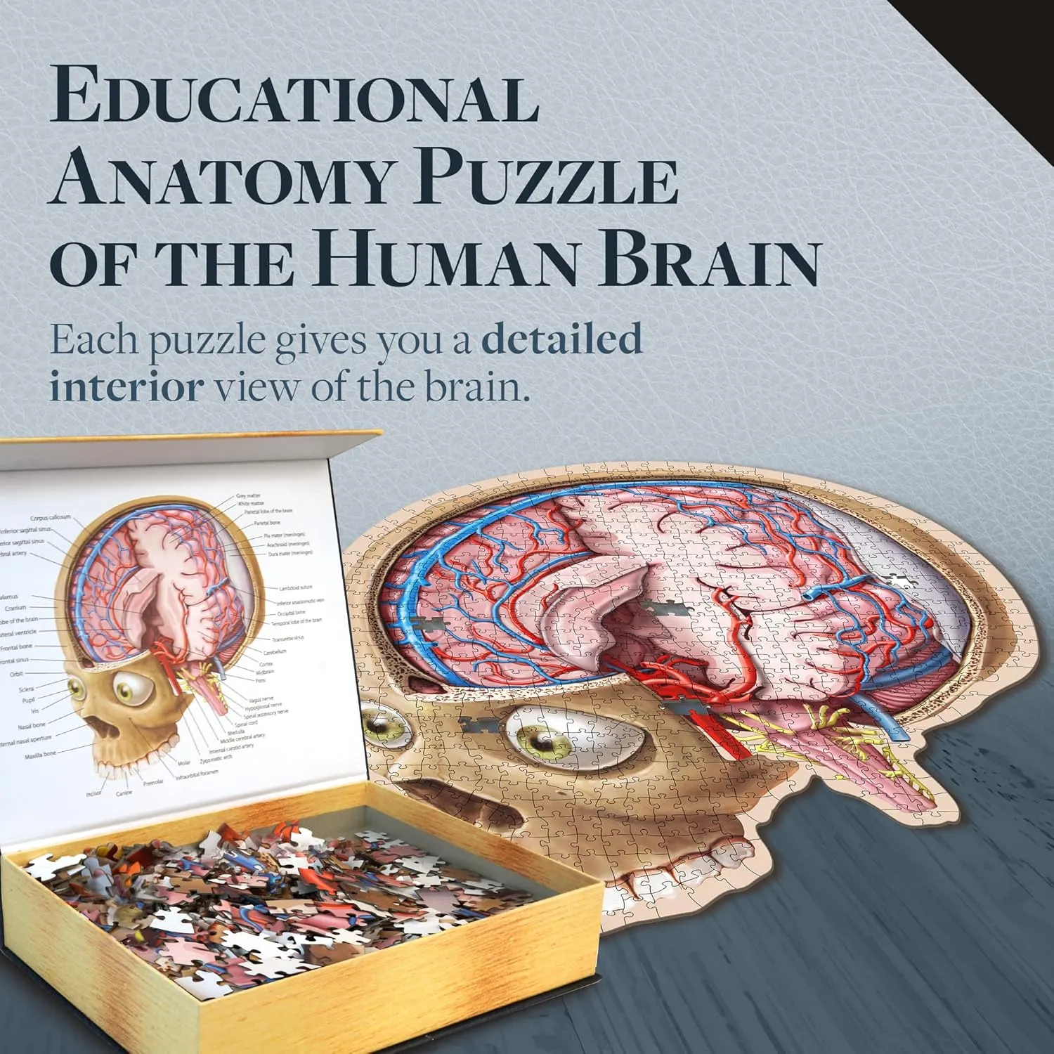 A Medically Accurate Jigsaw Puzzle of The Brain penetrate quietly premium Section - Educational Organ Toy for Teens & Adults - Unique Science Gift for Doctors, Nurses & Teachers Dr. Livingston's Human Brain Anatomy Puzzle - 