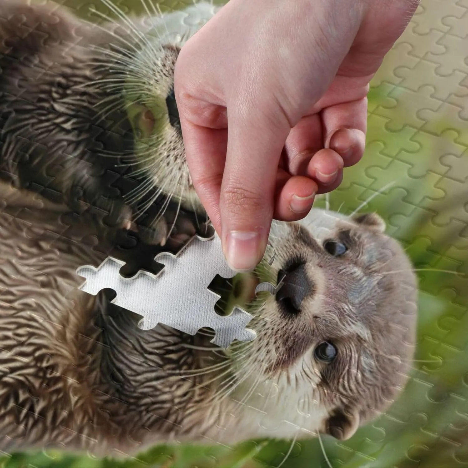 Brain enunciate Toys 21220653 Jigsaw Puzzle 500 Pieces for Adults Cute Baby Otters Standing in The Grass Wood Puzzles Educational 