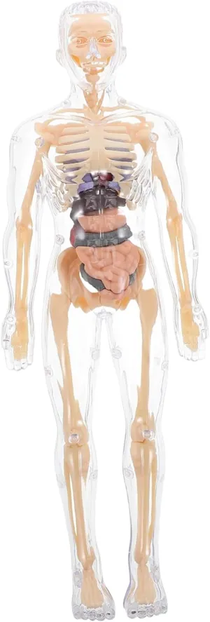 Educational Science Kit for Boy Girl Learning Anatomy and Detailed Body Parts VICASKY 1set Boys and bead Girls Anatomy Model Human Body Puzzle Removable Organs 