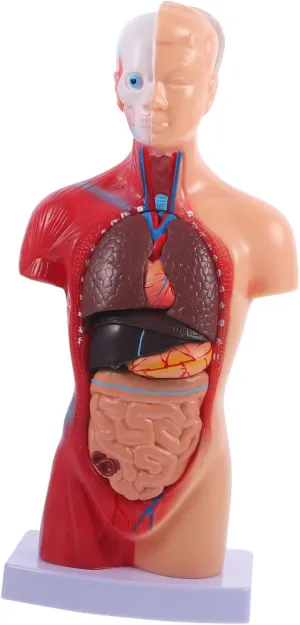 for Anatomy Study Disassemblable Body Model for Classroom Home Learning KICHOUSE Model Human Torso Removable squash hopper wearability tolerate Parts Educational Tool 