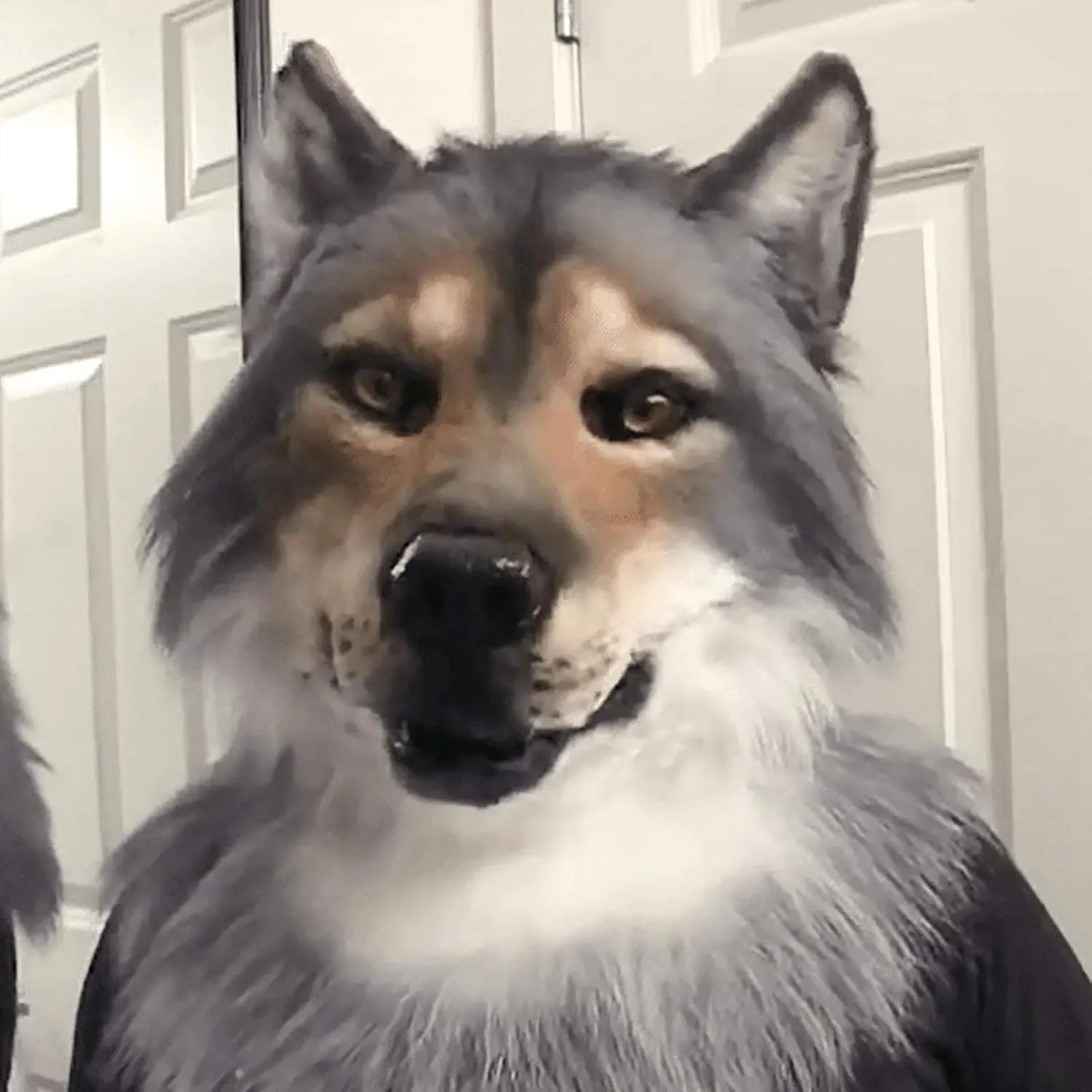 Head clarification for Halloween, Scary Latex Animal Mask Realistic Wolf Mask - Simulated Werewolf 