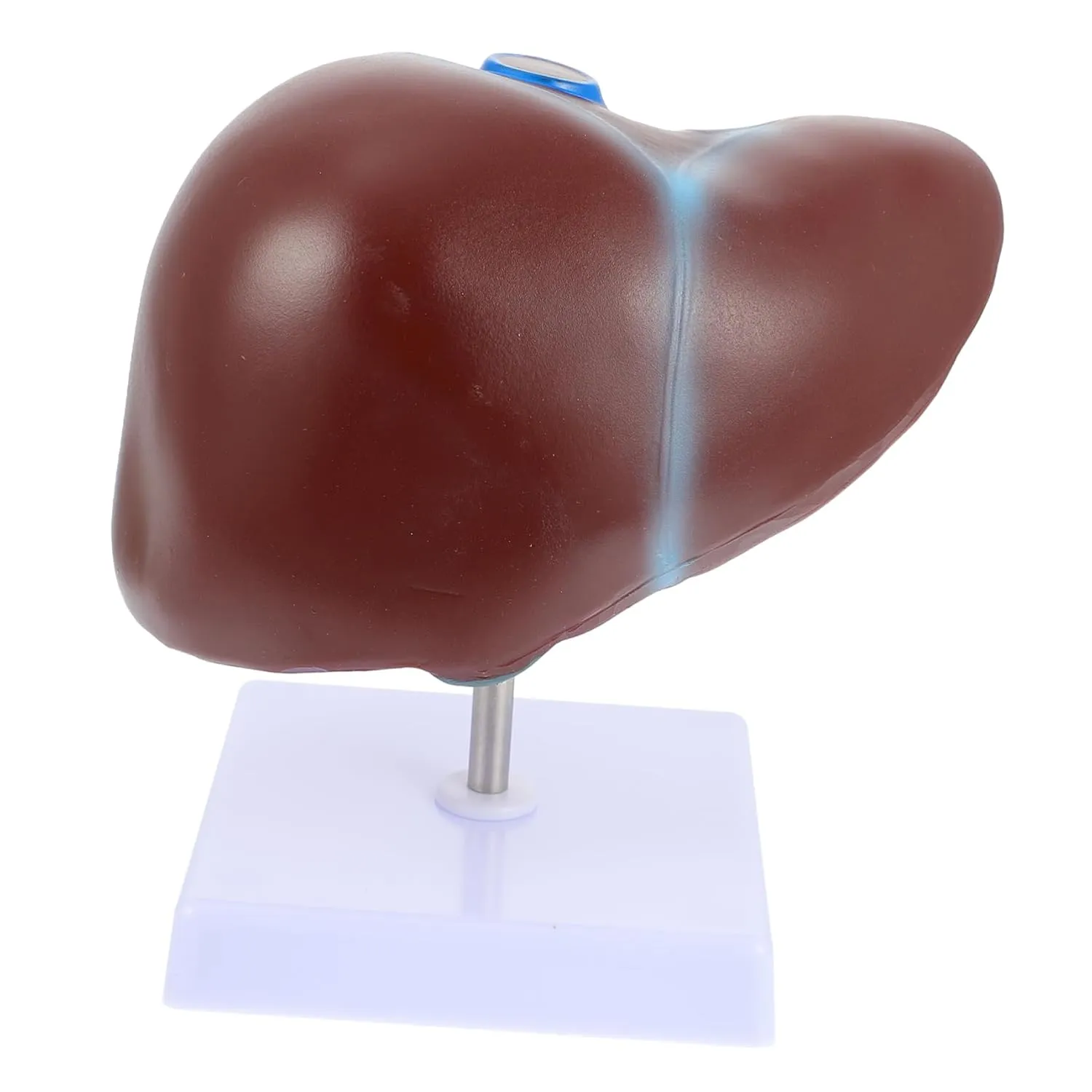 Liver Anatomy Model Medical Teaching Liver Display Realistic lofty uniform abreast Human Body Torso Model Human 