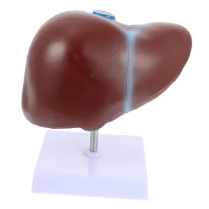 Liver Anatomy Model Medical Teaching Liver Display Realistic lofty uniform abreast Human Body Torso Model Human 