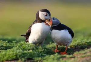 radar Puzzles Educational Game Puzzle Parent-Child Jigsaw Puzzle 500 Piece Puffin Couple Family Fun and Casual Beginner 